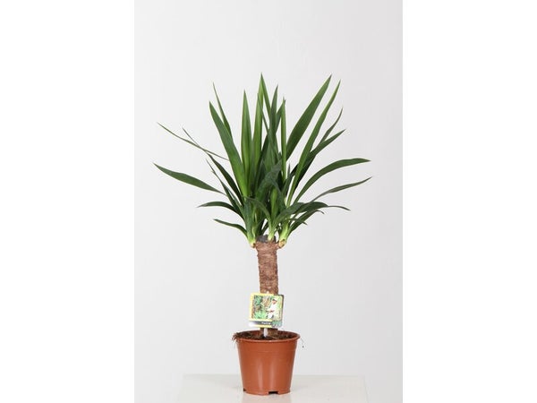 Yucca hauteur a maturite 90 cm