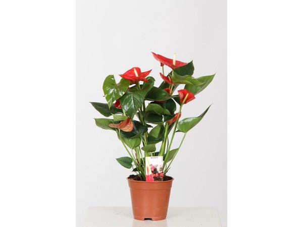 Anthurium hauteur à maturité 75 cm