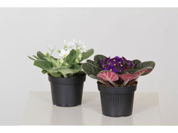 Sant Paulia mix pot 12 cm