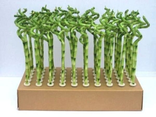 Lucky bamboo hauteur a maturite 70 cm