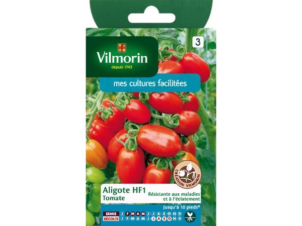 Graines de potager tomate aligote VILMORIN 0.1 g