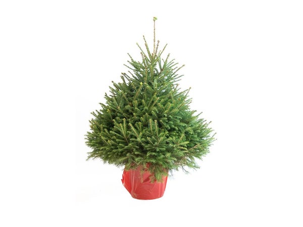 Sapin naturel epicea en pot H.100/125 cm