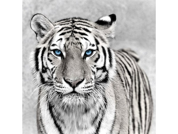 Toile imprimée Tigre yeux bleus, noir et blanc ARTIS l.30 x H.30 cm
