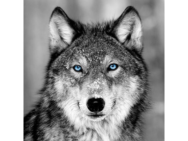 Toile imprimée Loup Blue Eyes, noir et blanc ARTIS l.45 x H.45 cm