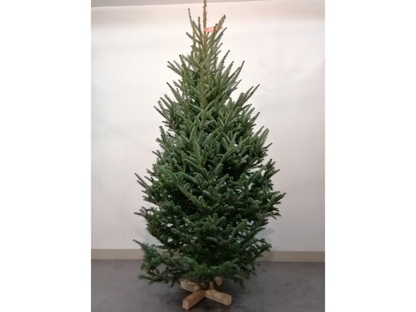 Sapin naturel Fraseri coupe H.125/150 cm, pied perce