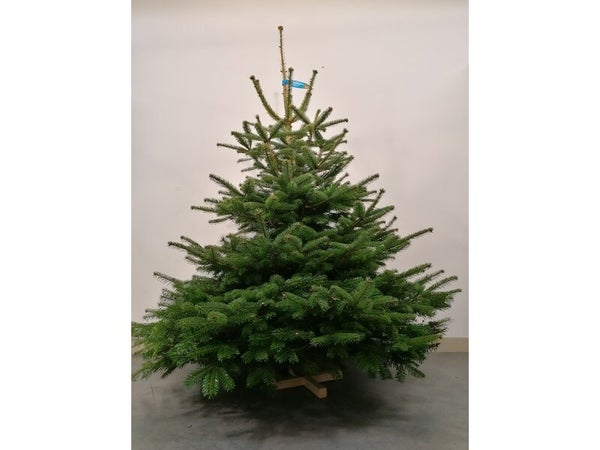 Sapin naturel Nordmann Premium coupe H.150/175 cm, pied perce