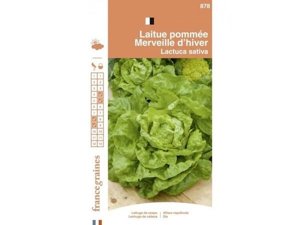 France Graines - Laitue Beurre Merveille Hiver 3g