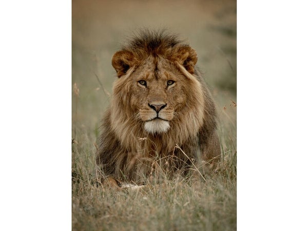 Toile imprimée Lion, CEANOTHE l.100 x H.140 cm