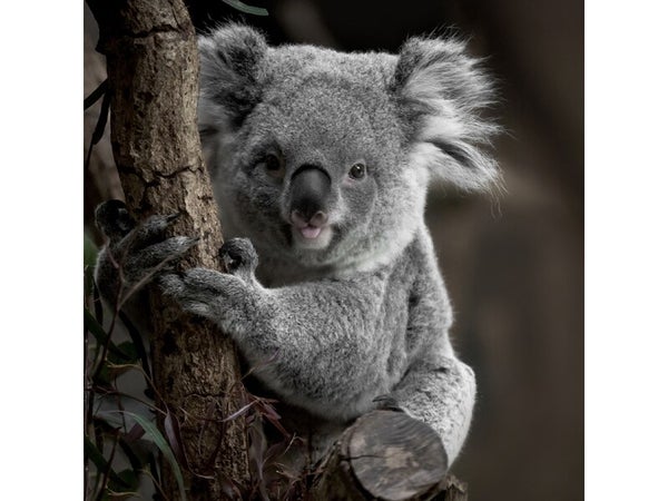 Toile imprimée Koala, CEANOTHE 30 x 30 cm