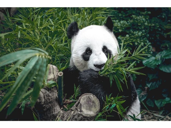 Toile imprimée Hungry Panda, CEANOTHE 45 x 65 cm