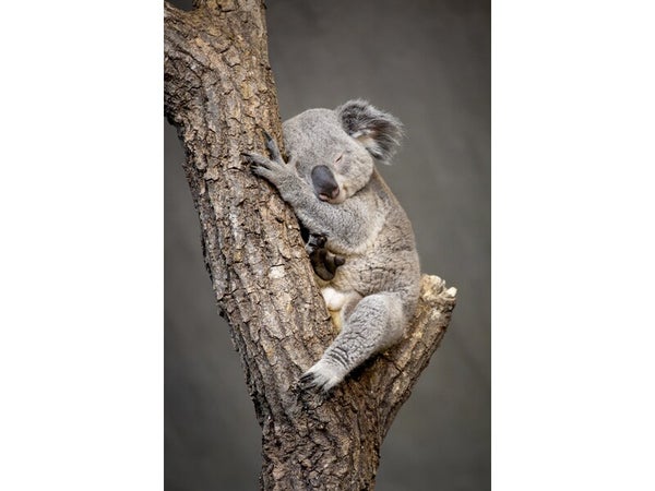Toile imprimée Koala endormi, CEANOTHE 30 x 45 cm