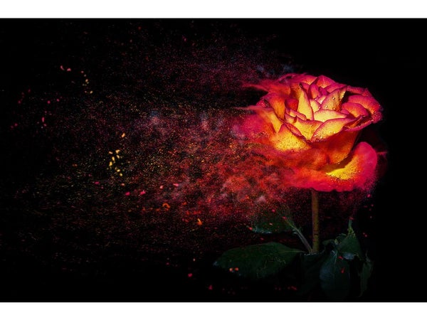 Toile imprimée Rose illuminée, CEANOTHE 65 x 97 cm