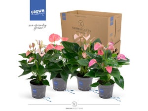 Anthurium rose pot 12 cm/ H45 cm