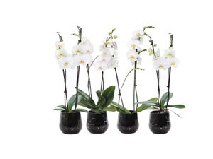 ORCHIDEE PHALAENOPSIS POT 12 cm/ H55 cm CERAMIQUE