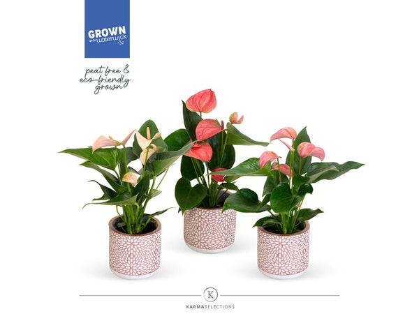 Anthurium rose pot ceramique 9 cm/ 33H cm