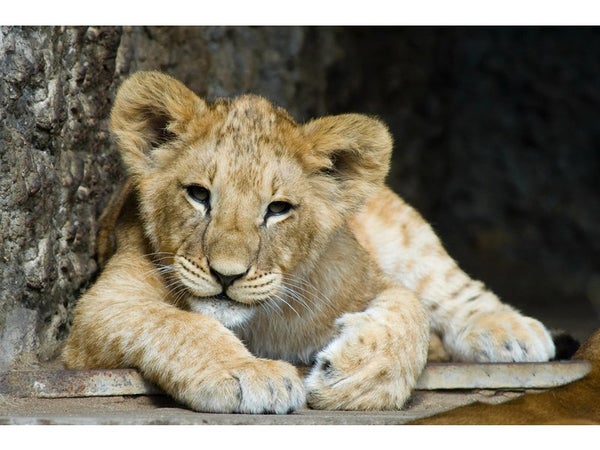 Verre imprimé Lion Cub, CEANOTHE, l.97 x H.65 cm marron, blanc et noir