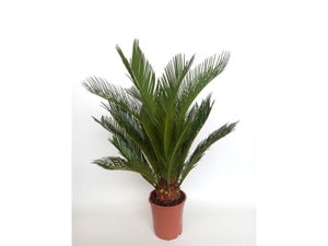 Cycas revoluta en pot de 2 l, H.60 cm