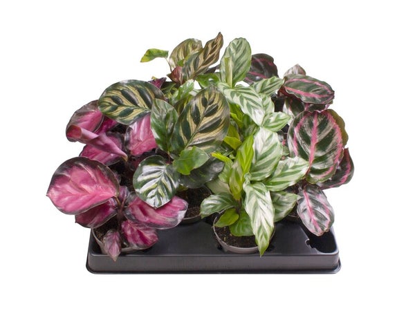 Calathea aléatoire, H.15 cm, diam.6 cm