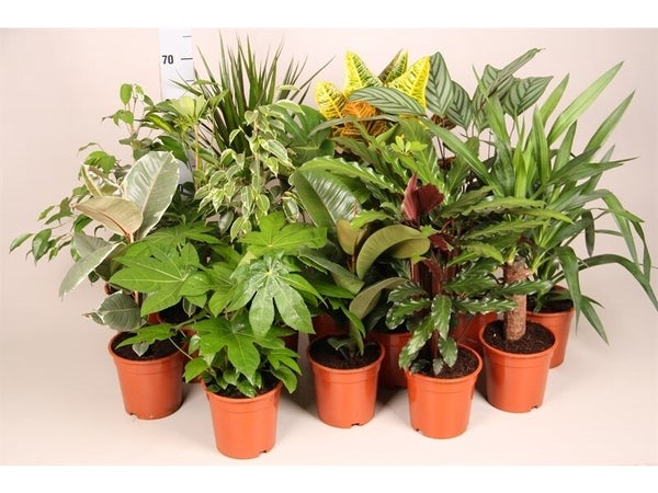 Plantes mix, H.30.0 cm, Diam.1400 cm