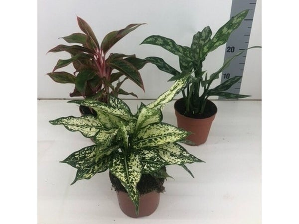 Aglaonema mix, H.110.0 cm, Diam.2400 cm