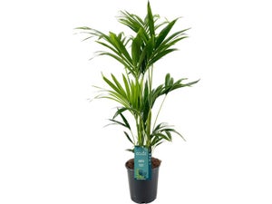 Forsteriana pot de 3 l, H.110 cm