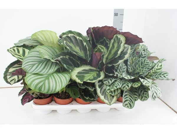 Calathea aléatoire, H.40 cm, diam.12 cm