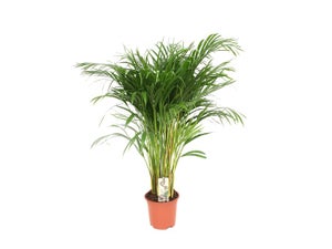 Areca, H.90 cm