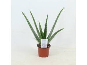 Aloe vera, H.20 cm, Diam.14 cm