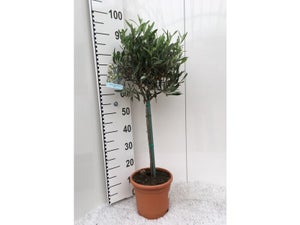 Europaea pot de 4 l, H.100 cm