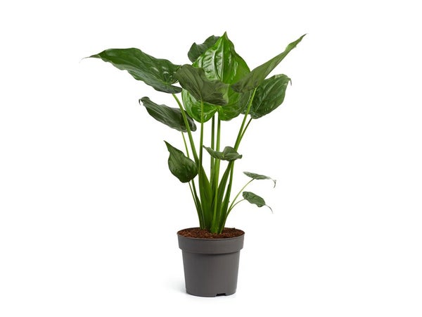 Alocasia, H.45.0 cm, Diam.1200 cm