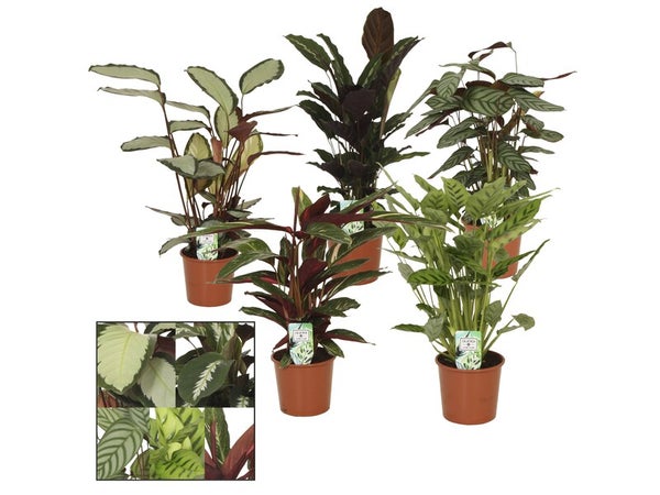 Calathea aleatoire, H.65 cm, Diam.17 cm