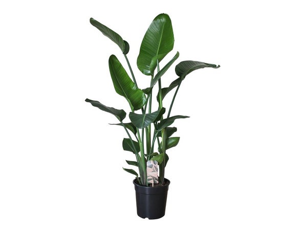 Strelitzia nicolai en pot de 6 l, H.100 cm