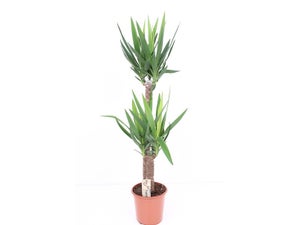 Yucca aleatoire, H.130 cm, Diam.24 cm