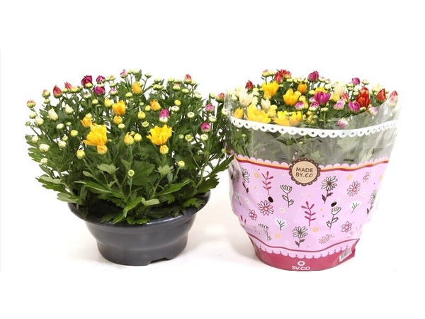 Mix pot de 4 l, H.25 cm