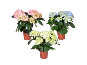 Hydrangea 14 cm