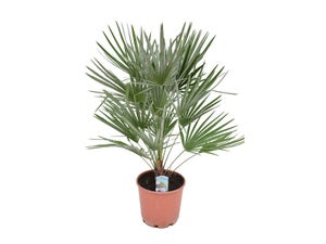 Plante mediterraneenne chamaerops, H.75 cm