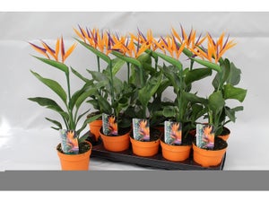 Strelitzia, H.35 cm, Diam.13 cm