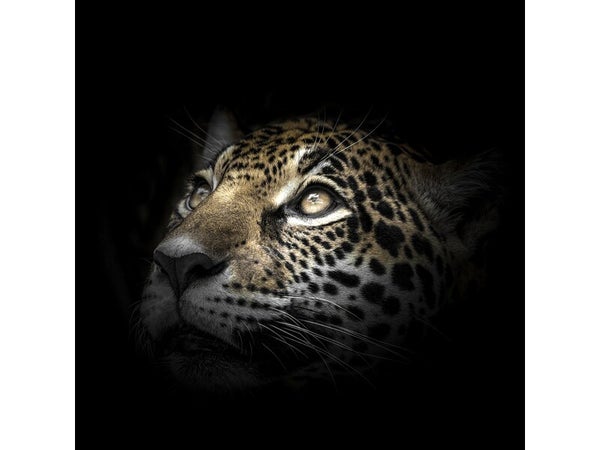 Toile imprimée Regard Leopard, CEANOTHE 65 x 65 cm