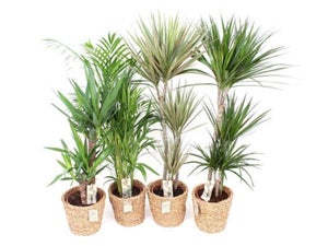 Mix de plantes plantes vertes mix, H.90 cm, diam.25 cm