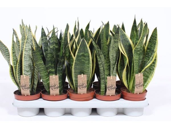 Sansevieria sansevieria mix, H.40 cm, diam.12 cm