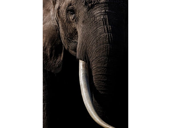 Verre imprimé Amboseli Park, CEANOTHE l.65 x H.45 cm