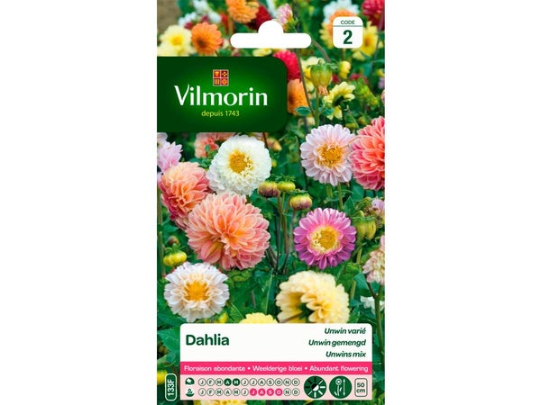 Dahlia unwin multicolore VILMORIN