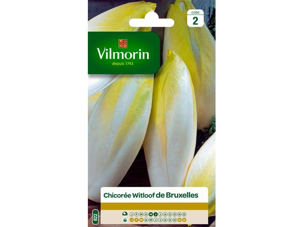 Chicorée bruxelles VILMORIN 6 g