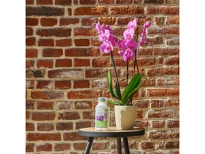 Engrais orchidee GEOLIA 0,5L