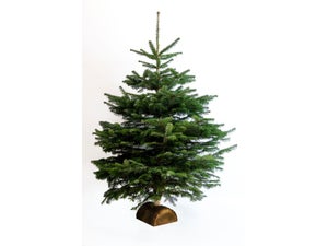 Sapin naturel Nordmann coupé 125-150 bûche