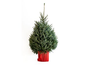 Sapin naturel nordmann en pot