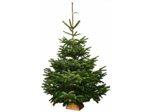 Sapin naturel Nordmann coupé 100-125 bûche