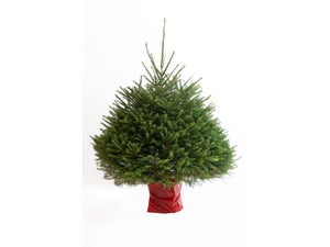 Sapin naturel epicea en pot