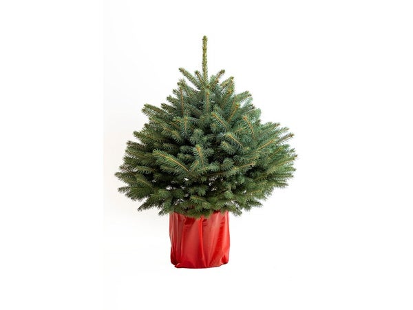 Sapin naturel pungens en pot