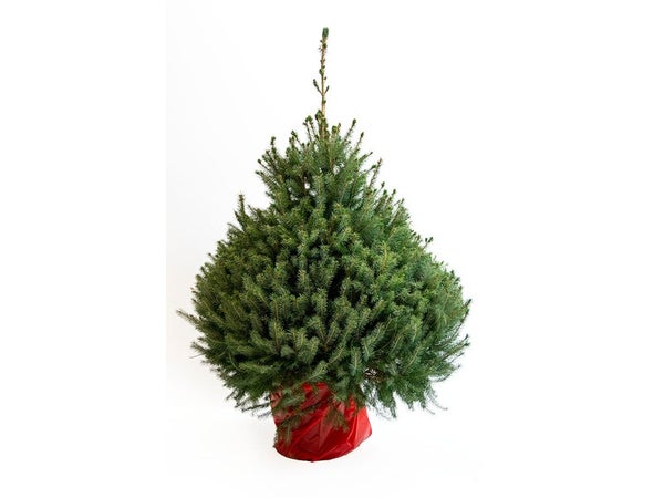 Sapin naturel epicea en pot